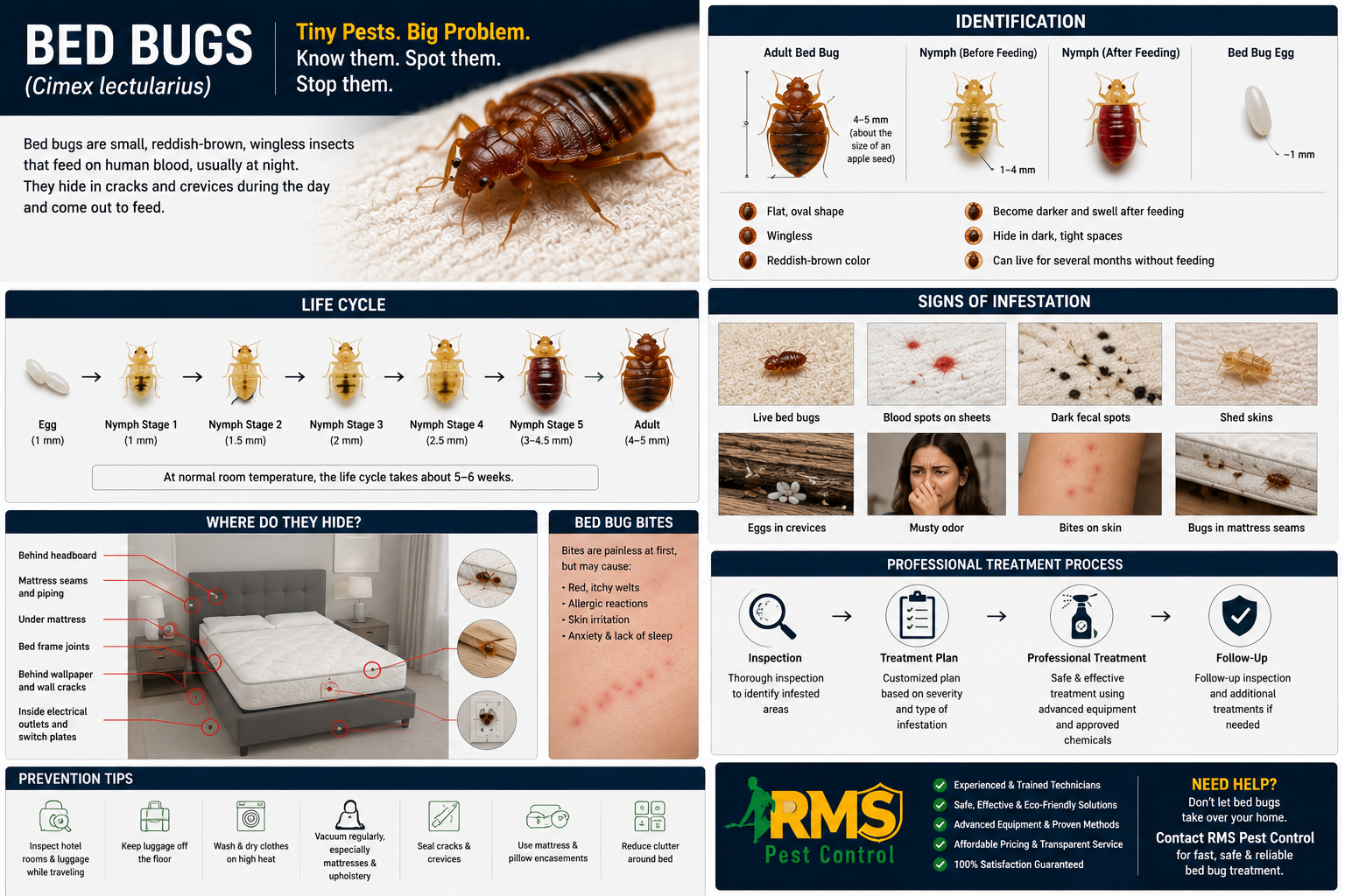 Professional Bed Bug Control Chennai services by RMS Pest Control Service