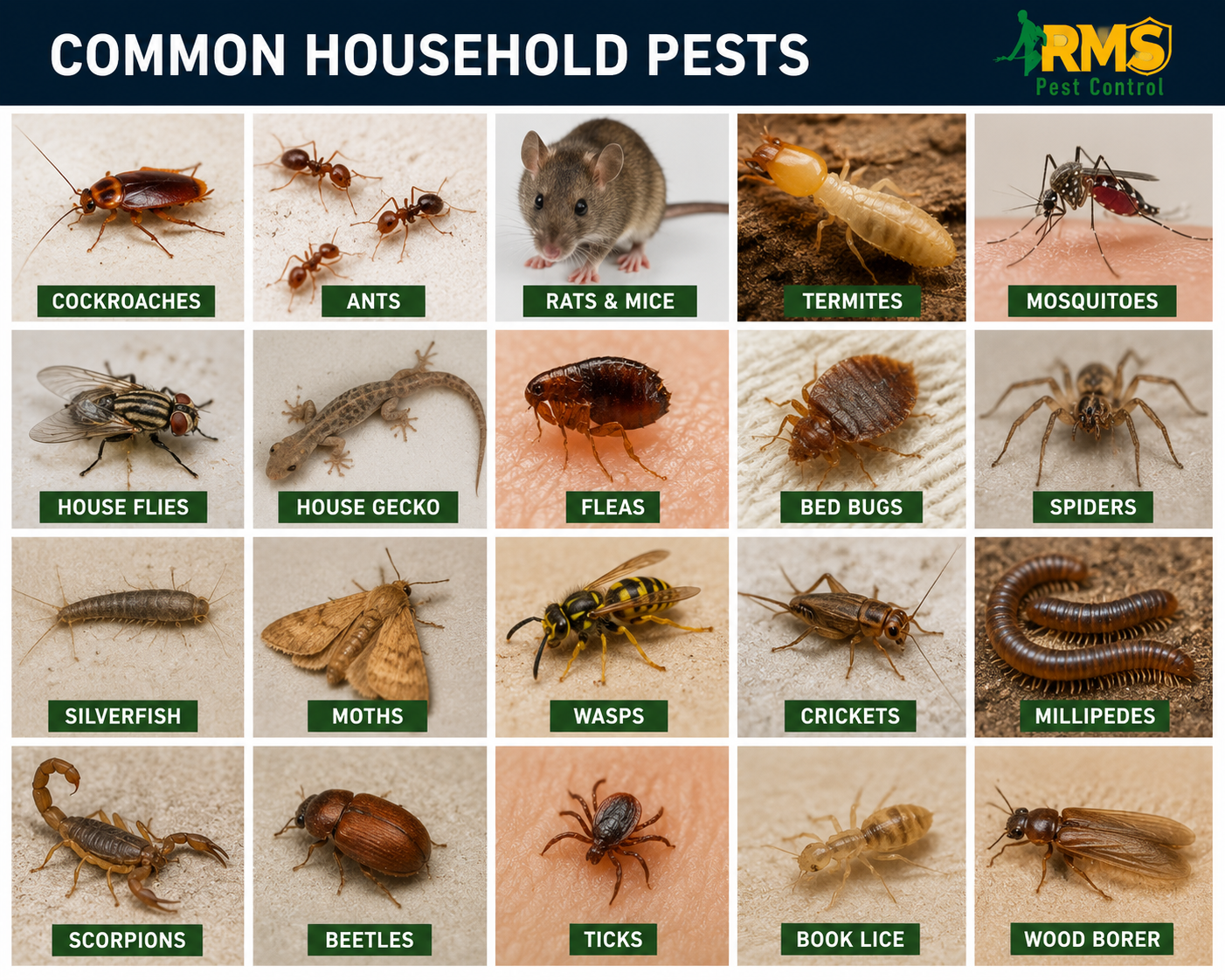 Professional General Pest Control Chennai services by RMS Pest Control Service